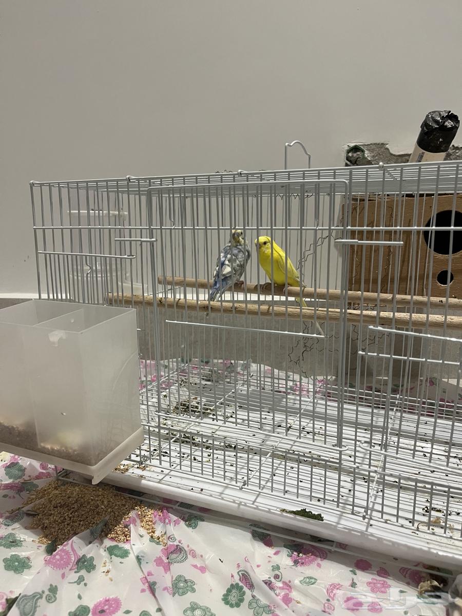 جوز بادجي جاهز للإنتاج البيع مستعجل64463559001217112