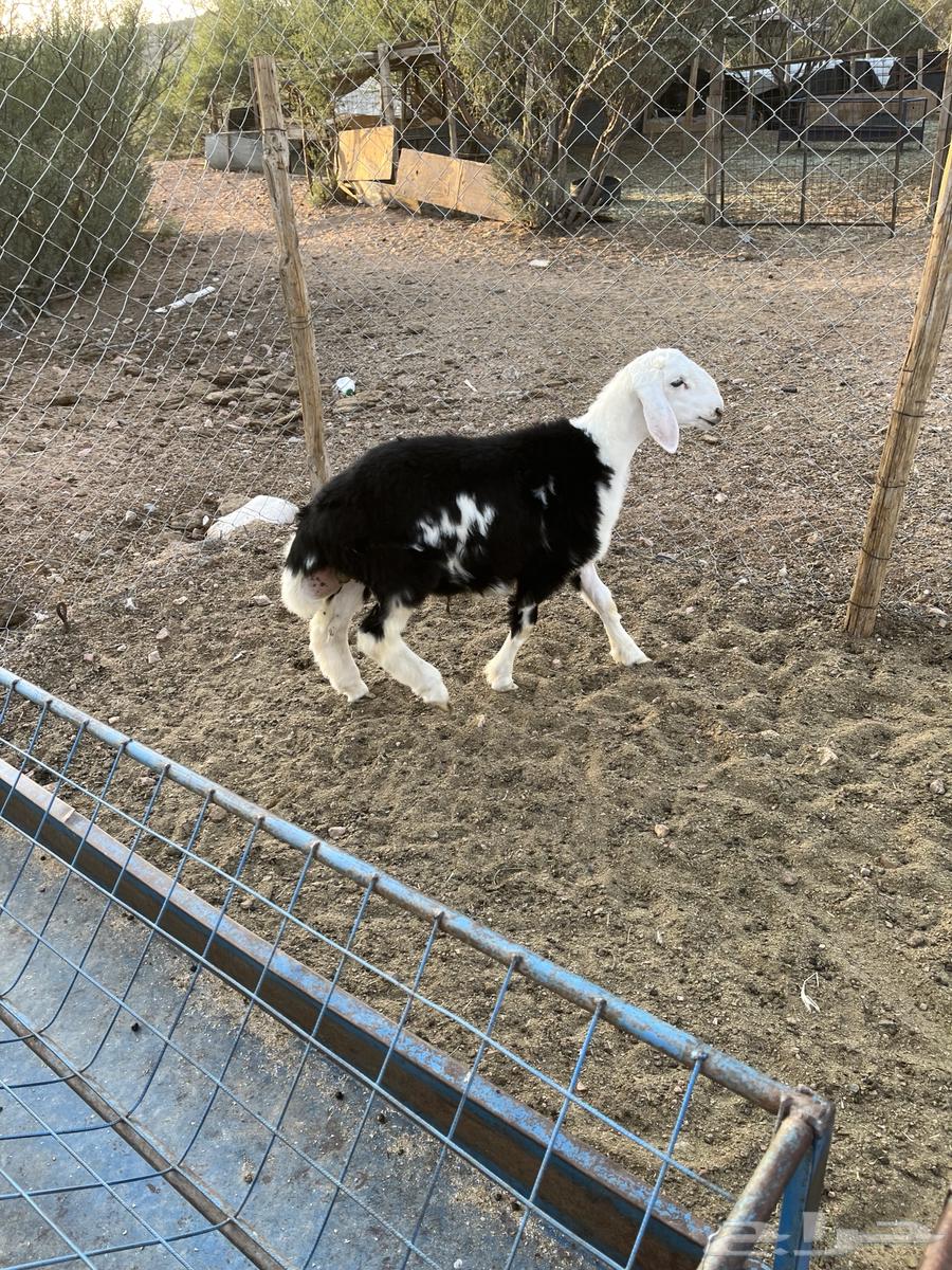 خروف نجدي عمره حول خمسة شهور مقفل شحم ونضيف64462049033603112