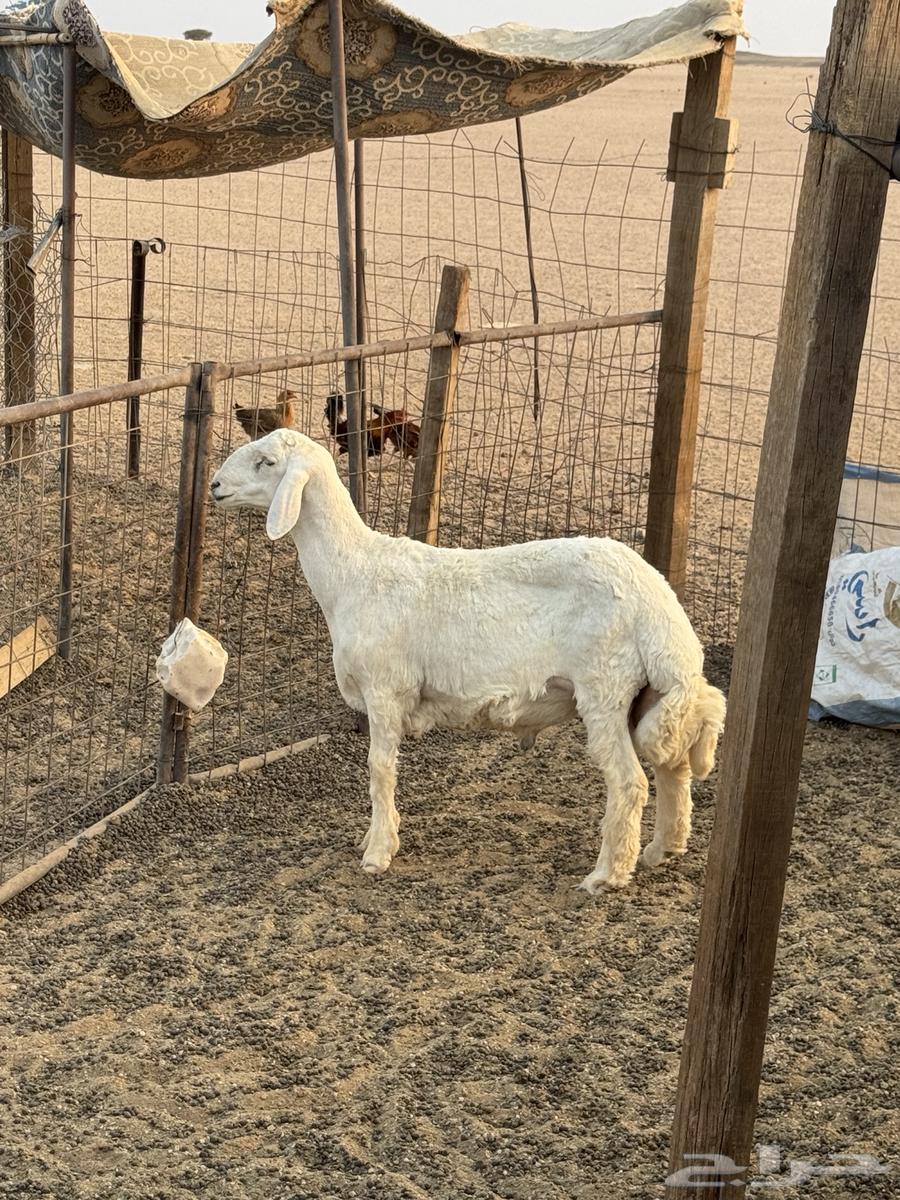 طلي حري للبيع 6 شهور64458629282819110