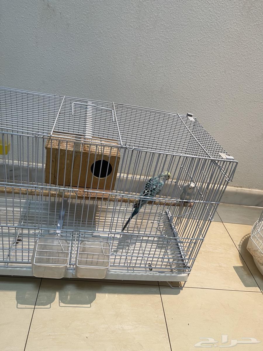 طيور للبيع64462555220738112
