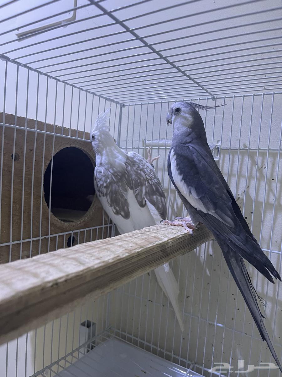 زوج كروان تم اللبيع64462541109506112