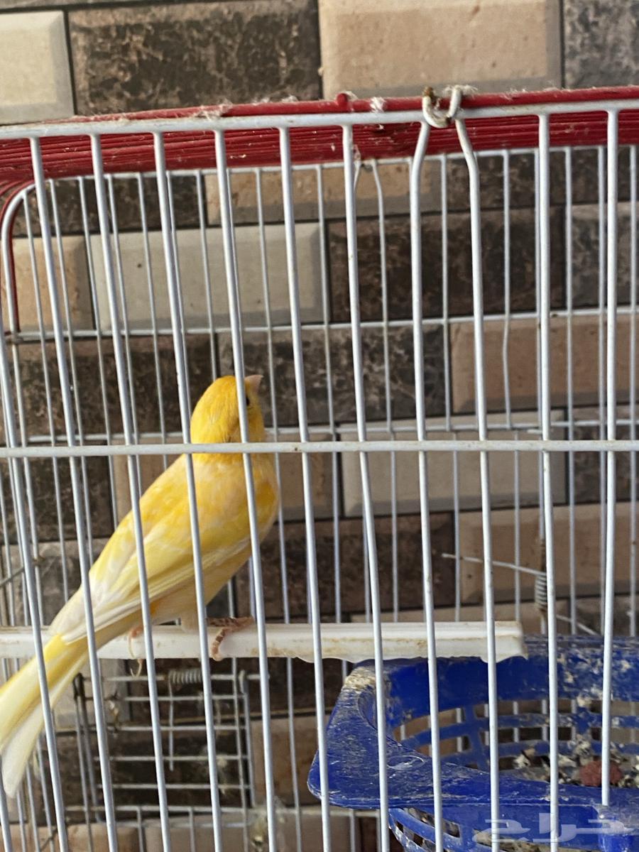 كناري للبيع64463682662529110