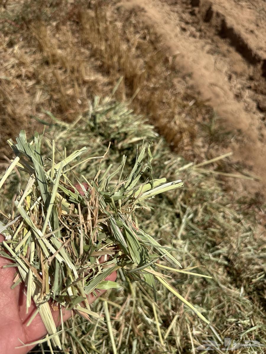 Clean and good-smelling Jizan dates64460352146051111