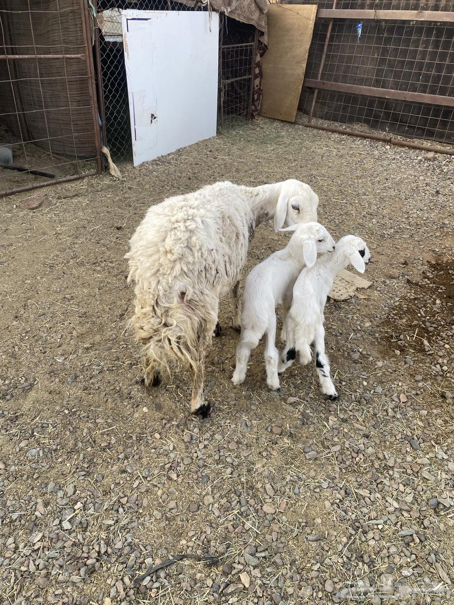 A sheep with a ram underneath and lambs64461759966978111