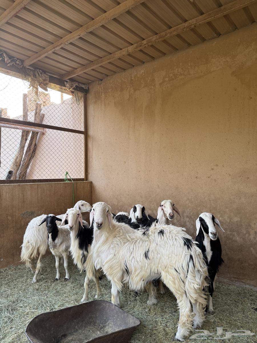 فحل للبيع64463224080385111