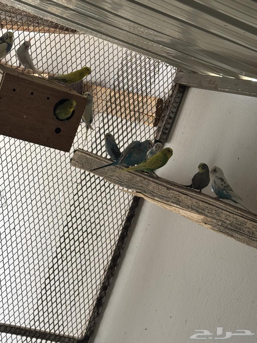 طيور حب64458689363329111