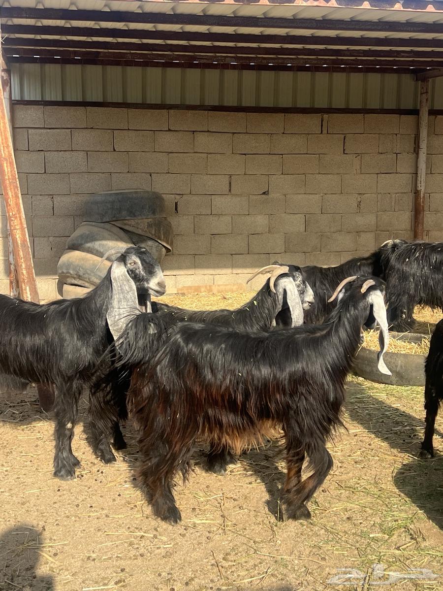 معزا عوارض 53 راس بفحولها64458659573250111