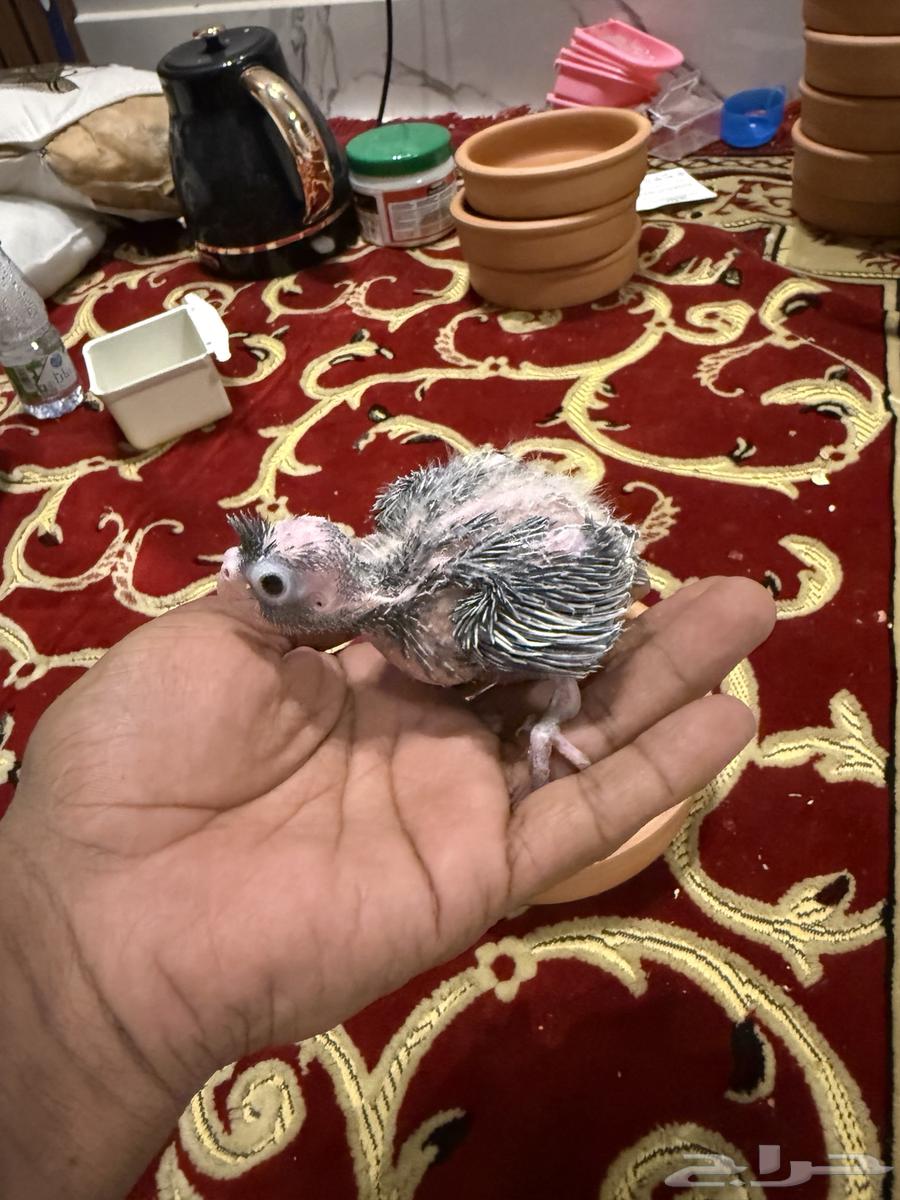 فروخ كروان هولندي ( تم البيع )64464056172291111