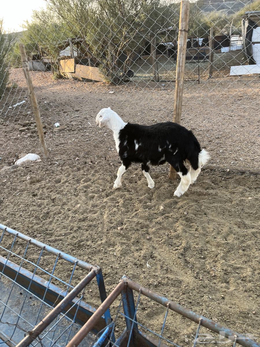 خروف نجدي عمره حول خمسة شهور مقفل شحم ونضيف64462049033603113