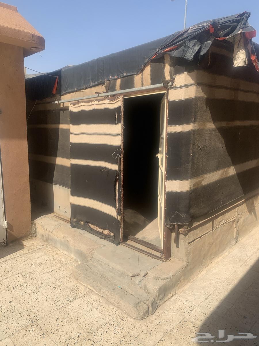 A tent, a bicycle, and scenery64460269914243111