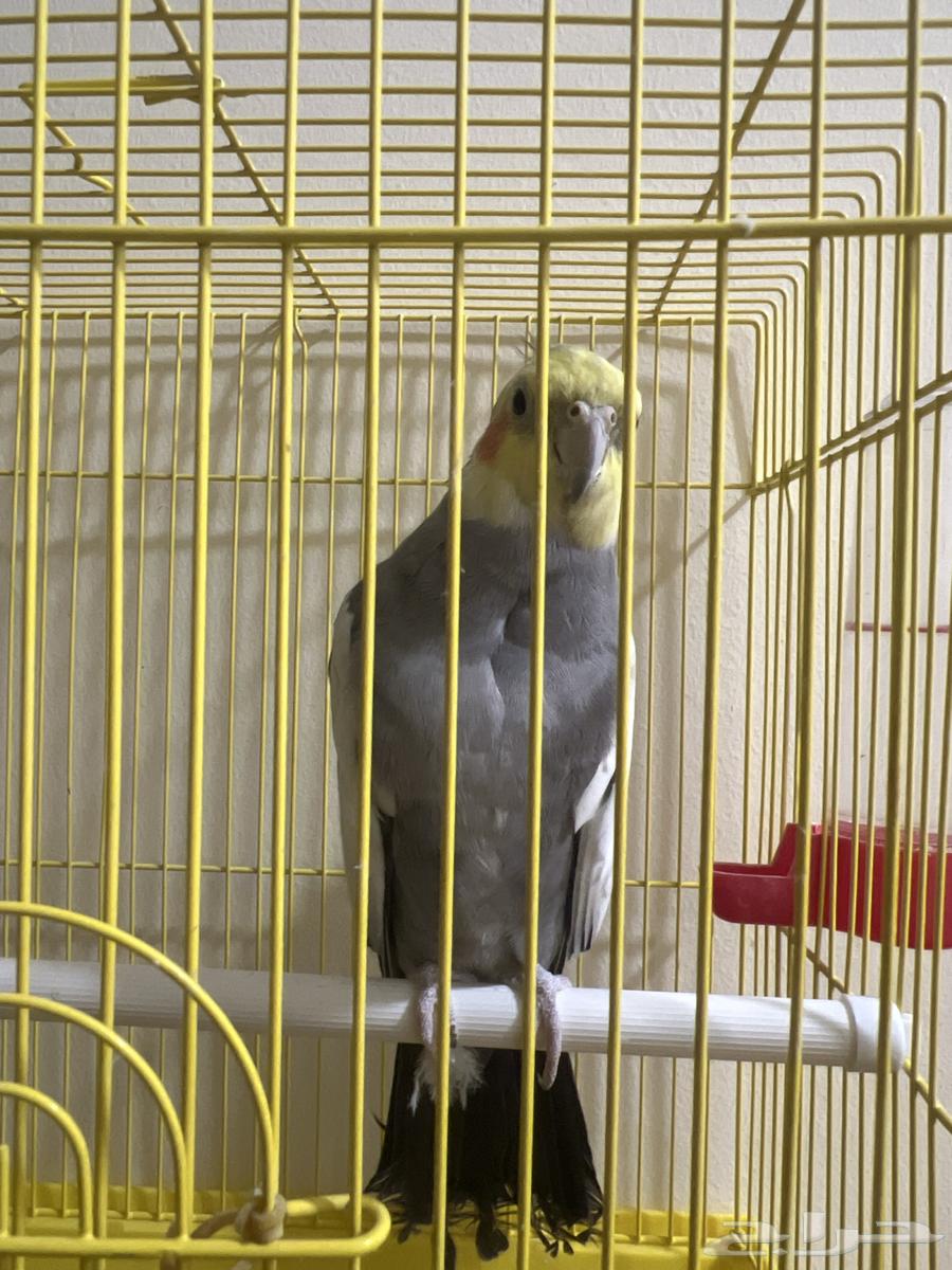 بغبغاء الكروان64457624306563114