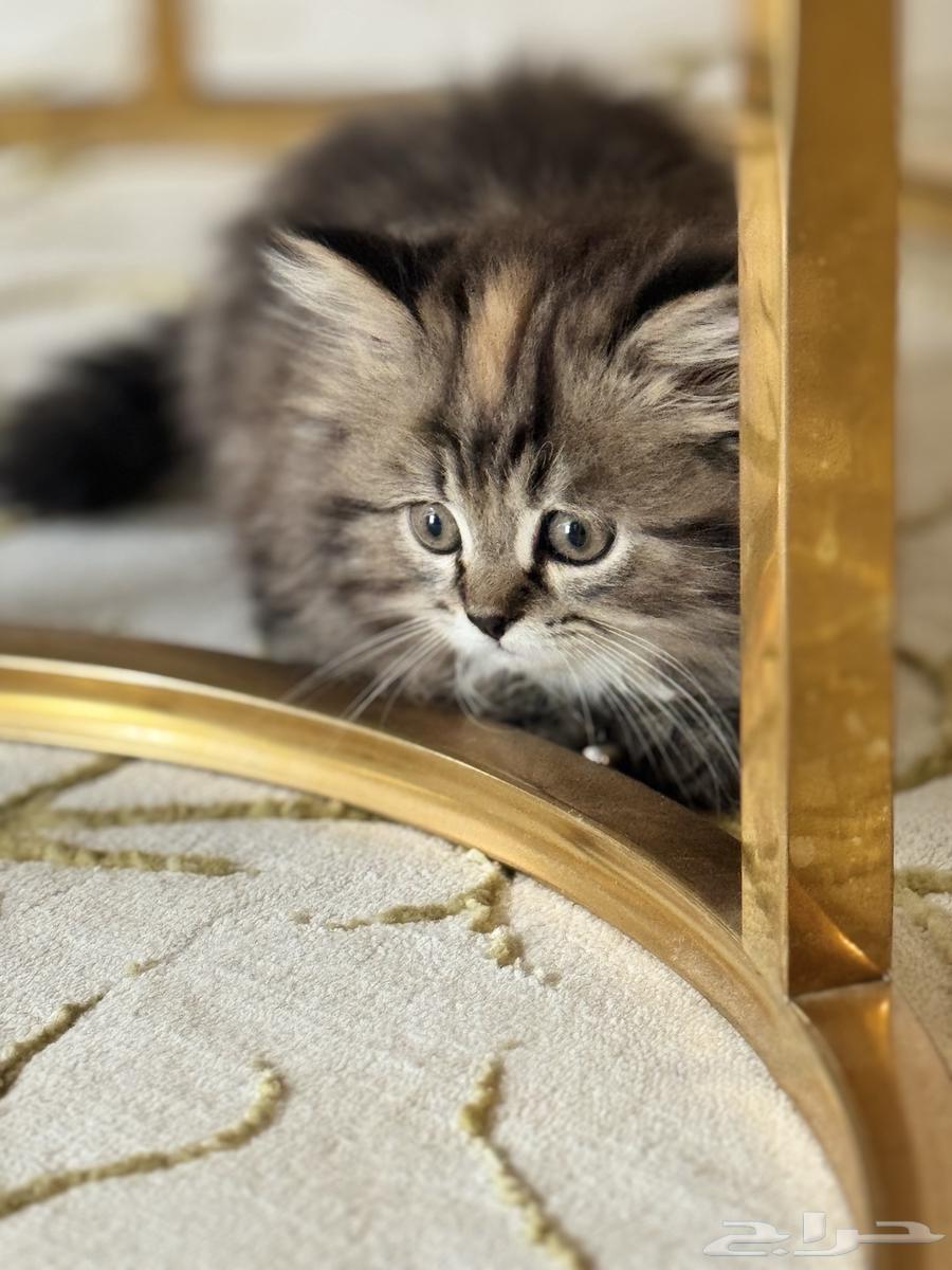 قطه للبيع64459259974659111