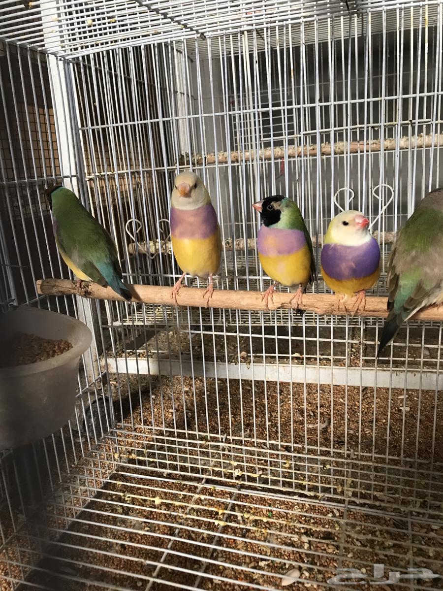 Golden64458585294339110