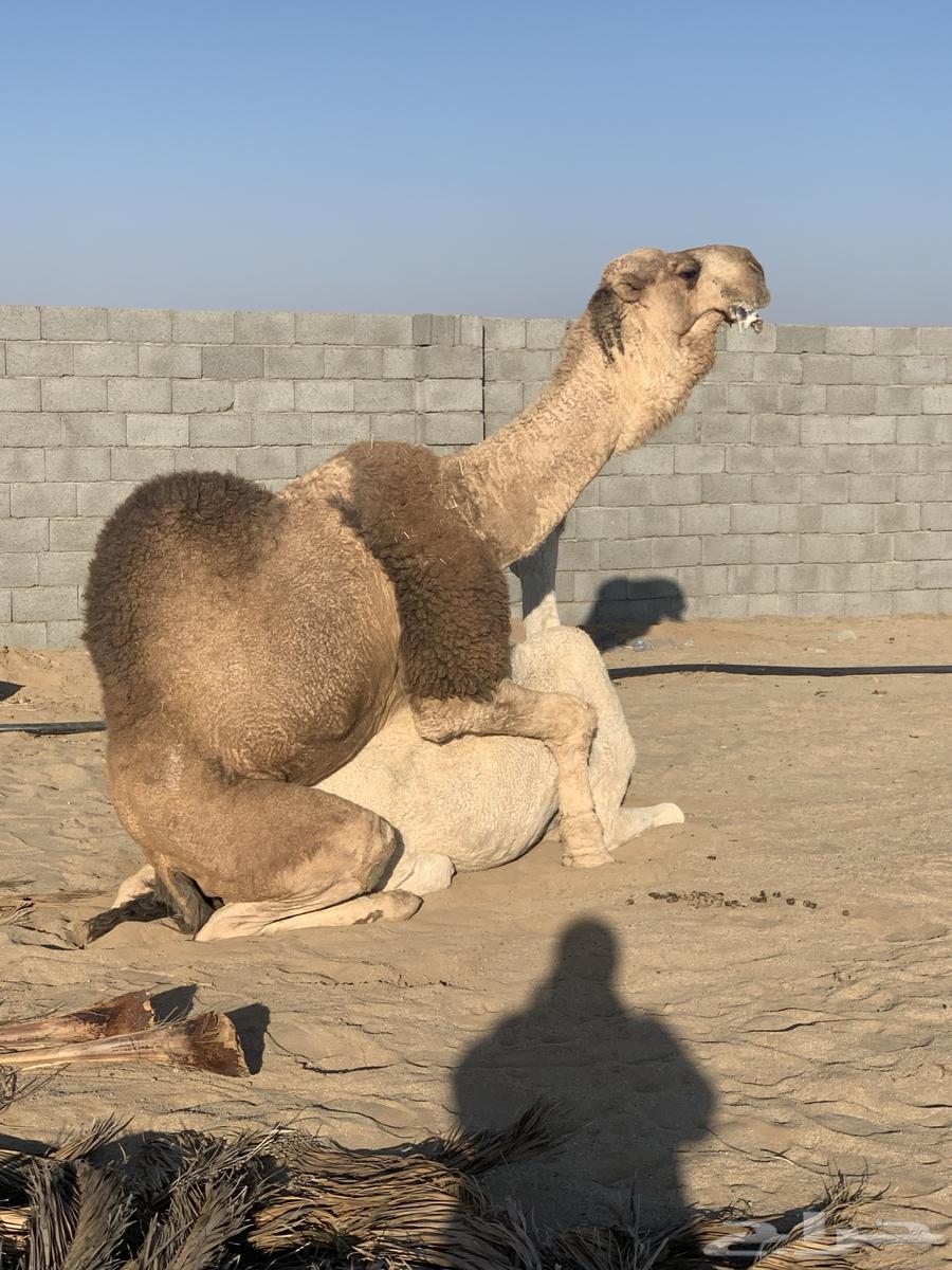 بعير روماني احمر منتج وعلى جميع الشروط64460051392771110