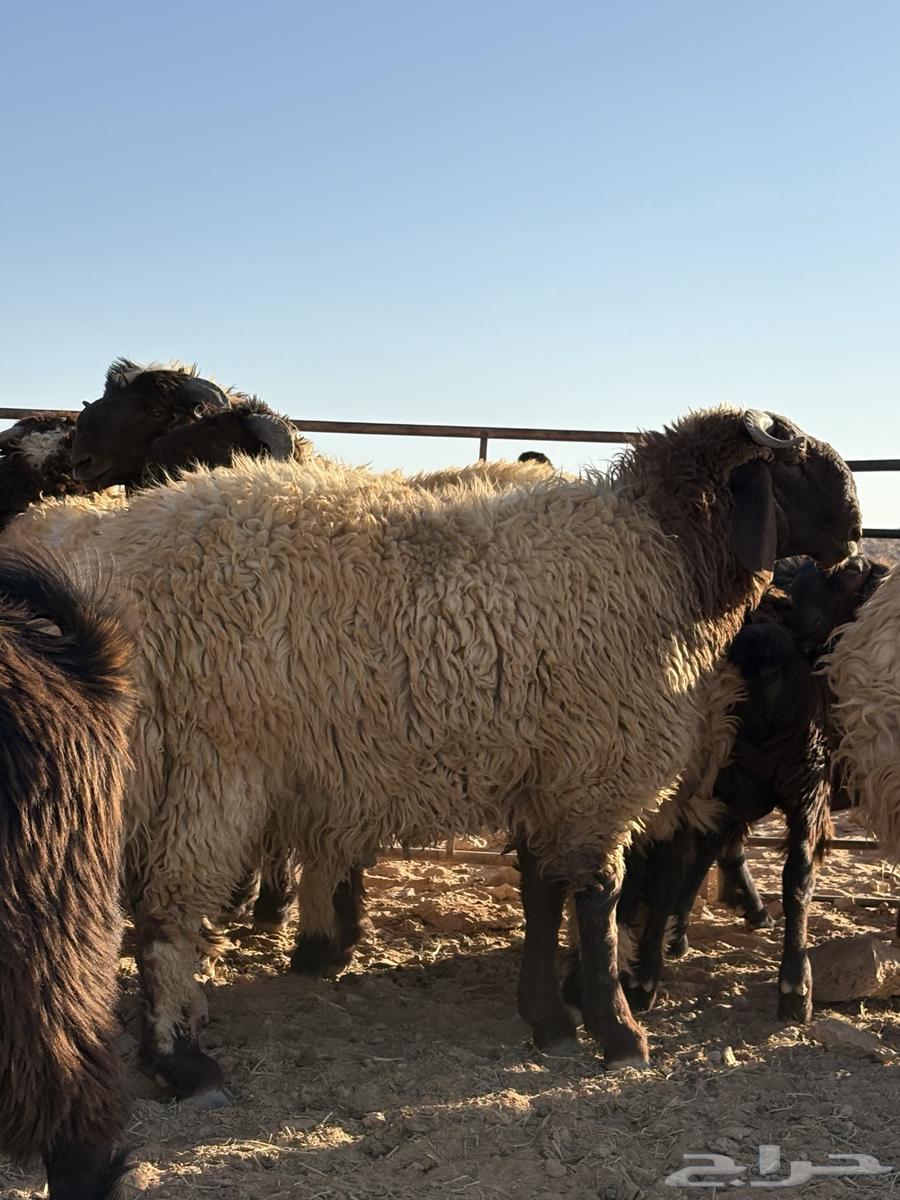 جذعان فواخر للبيع64463545268099114