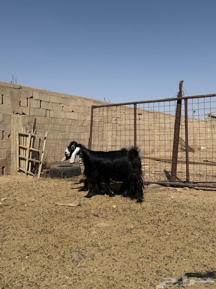 للبيع معزا عوارض صنف64460762052867113