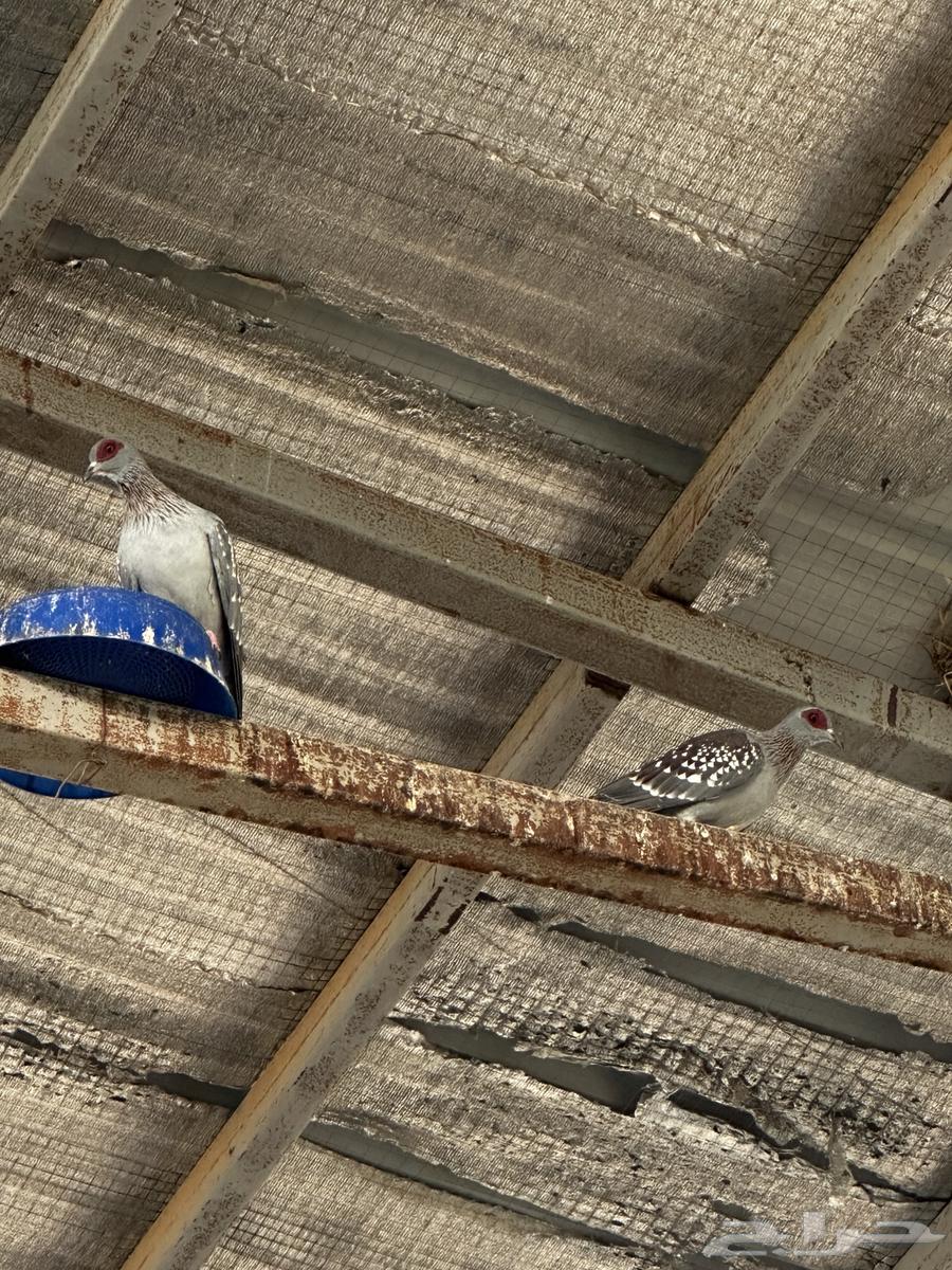 للبيع حمام قماري ابو جفن64460051324291113