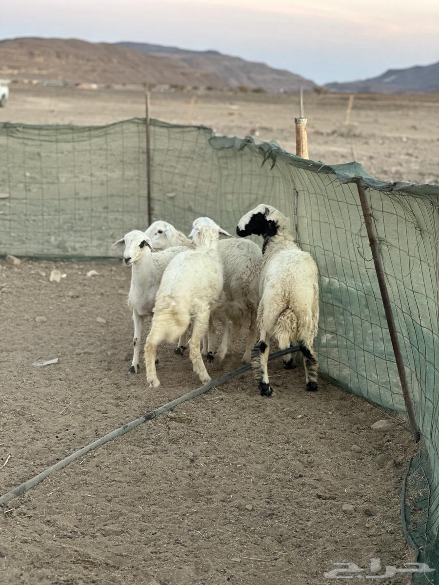 طليان للبيع64463944709249111