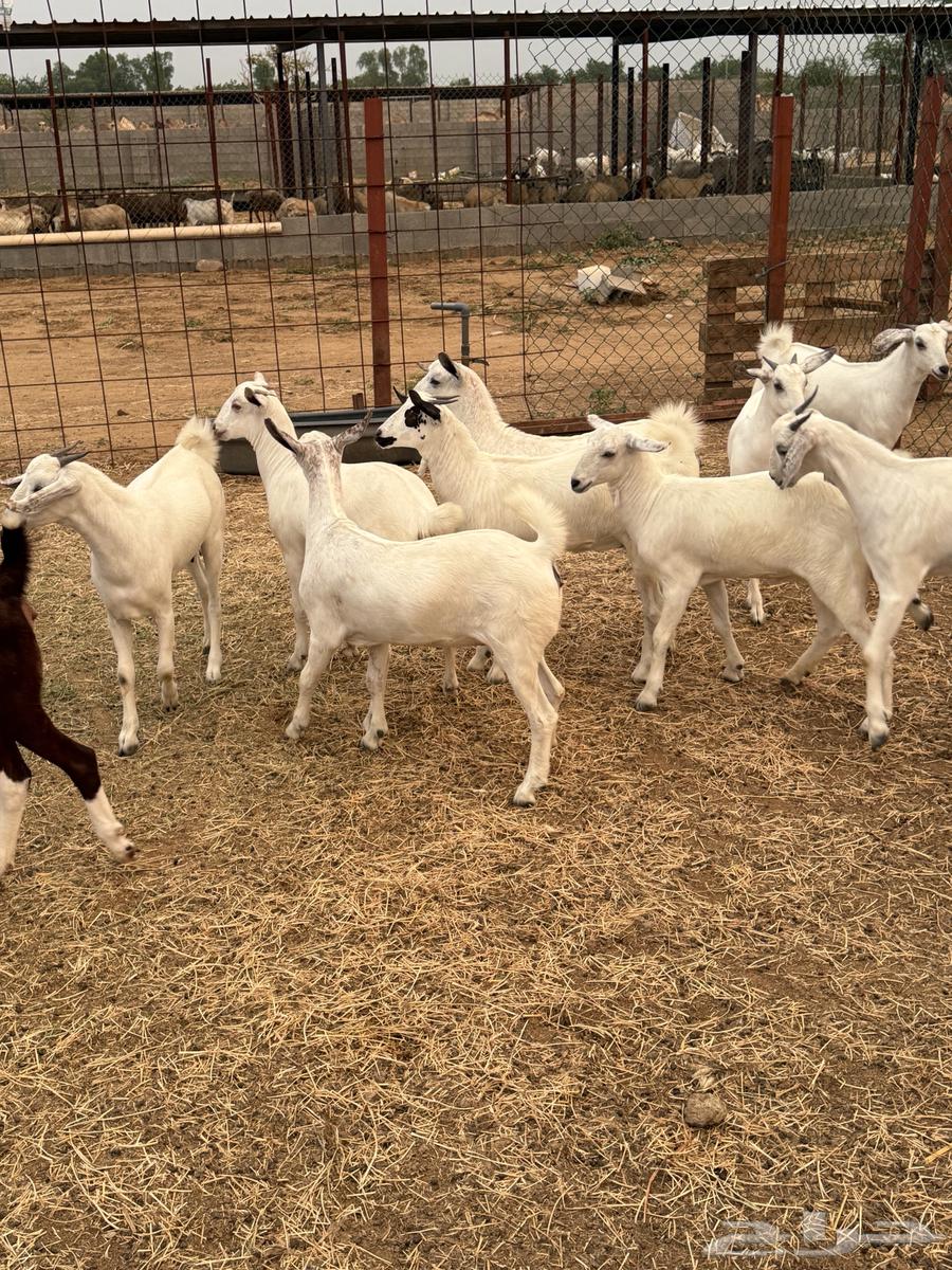 جفار بيشيات صنف64463390457218111