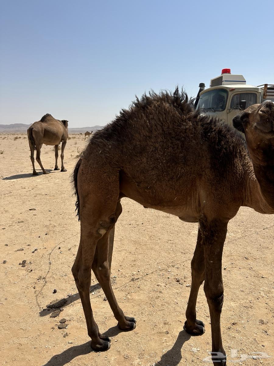 قعود للبيع64459035498371110