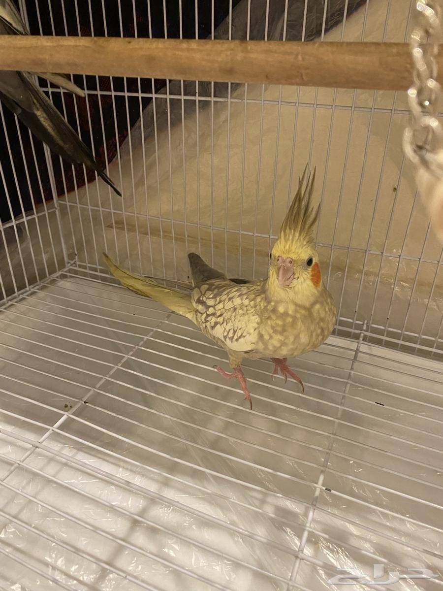 جوزين كروان للبيع64457888882947111