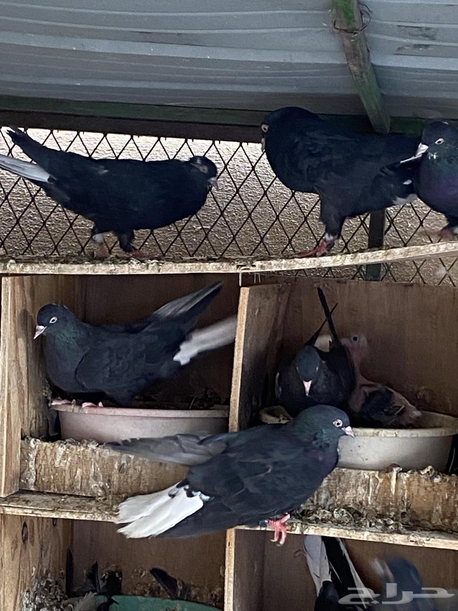 ترثه تركيبه للبيع64460761981186114