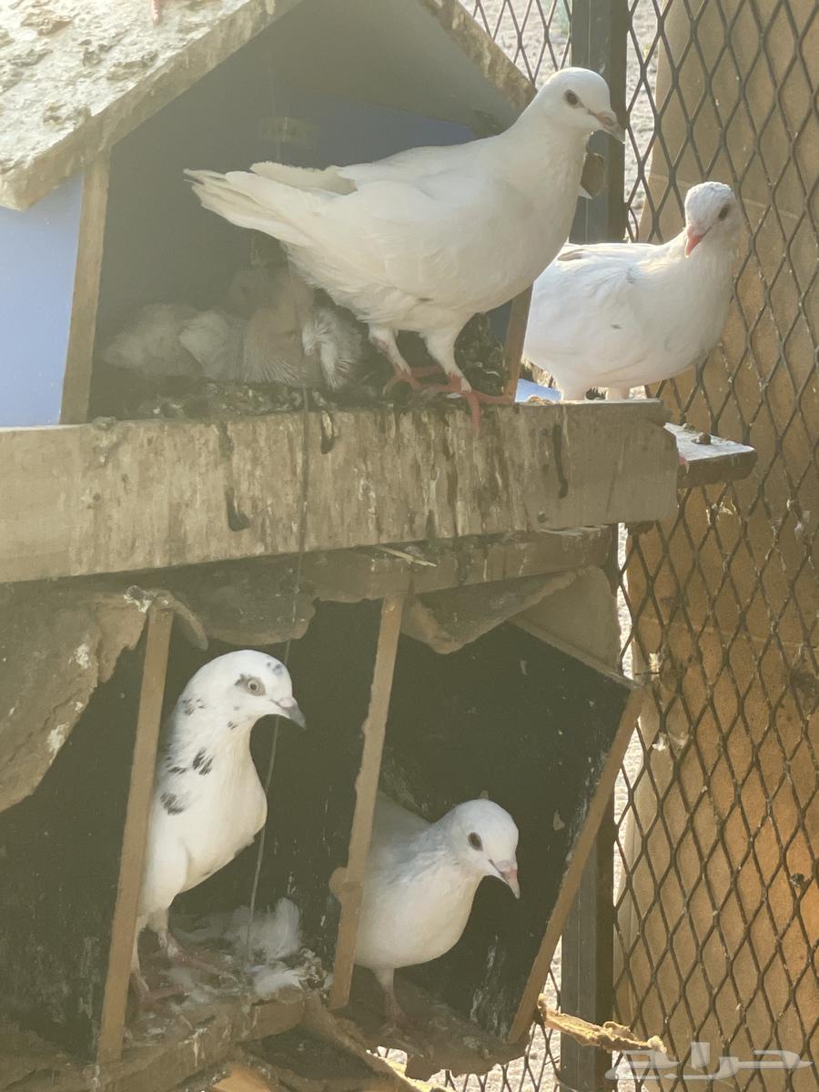 حمام مشكل للبيع64461787349377112