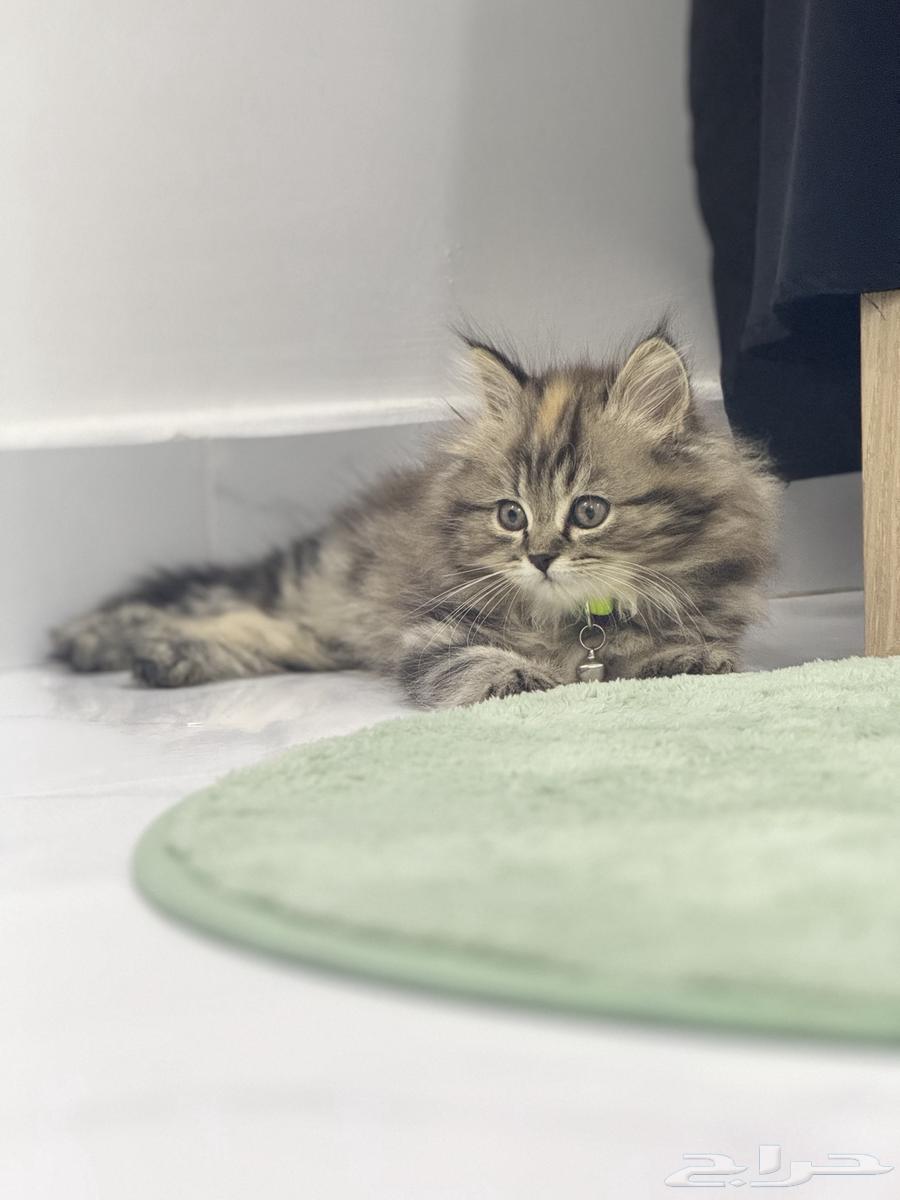 قطه للبيع64459259974659110