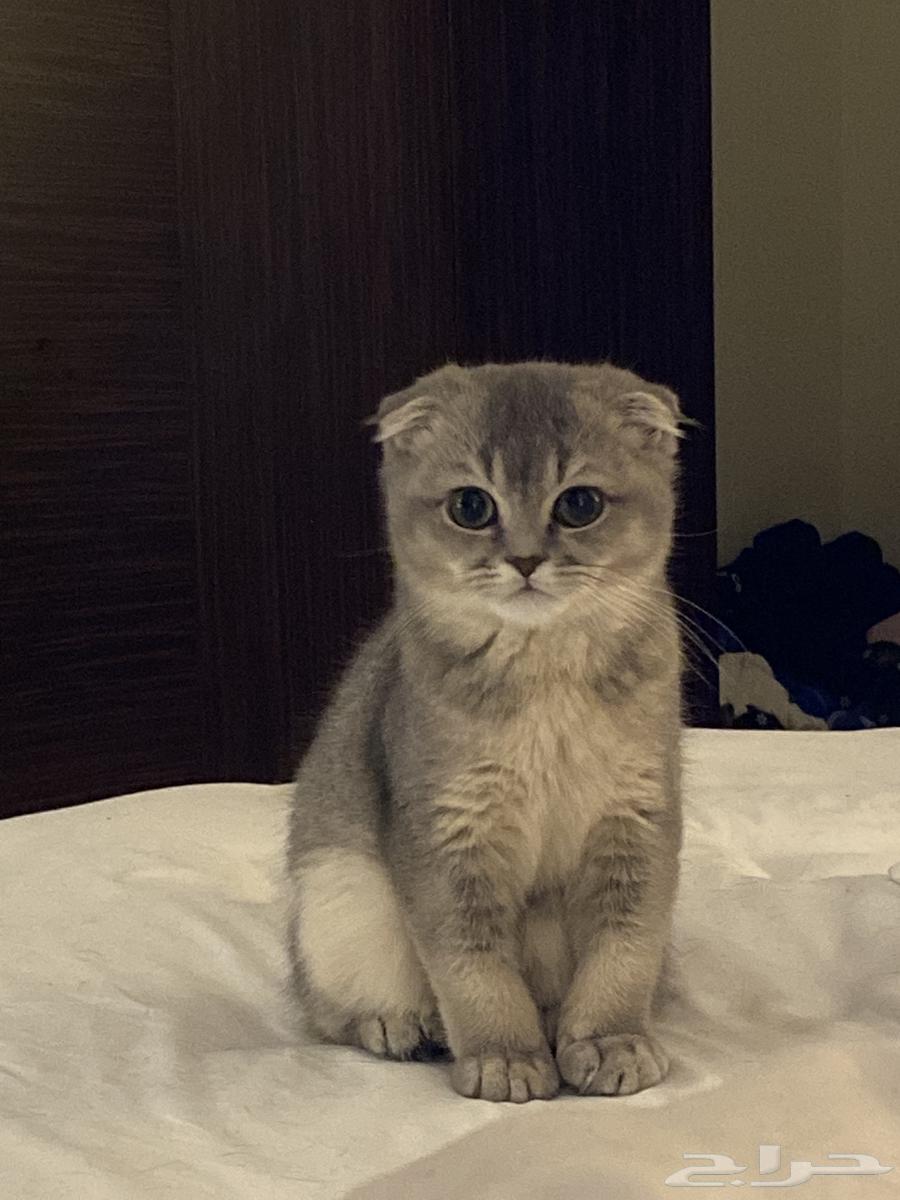 قط ذكر للبيع64463305814146110