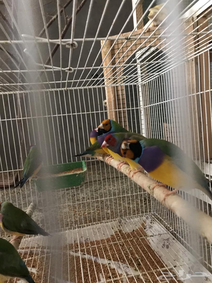 Golden64458585294339112