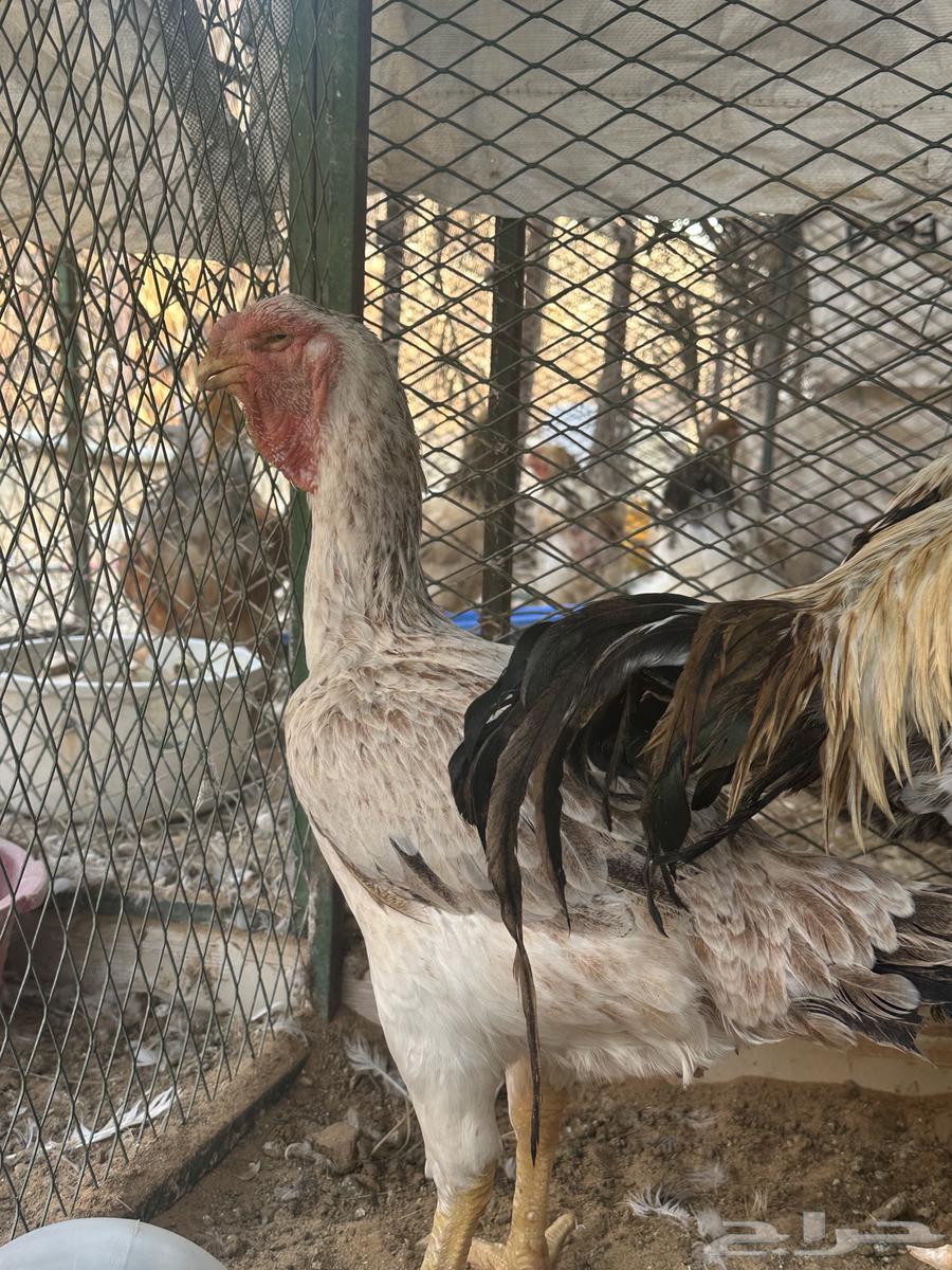 ديك ودجاجه فارسي مستوى توب ماشالله64462800813186111