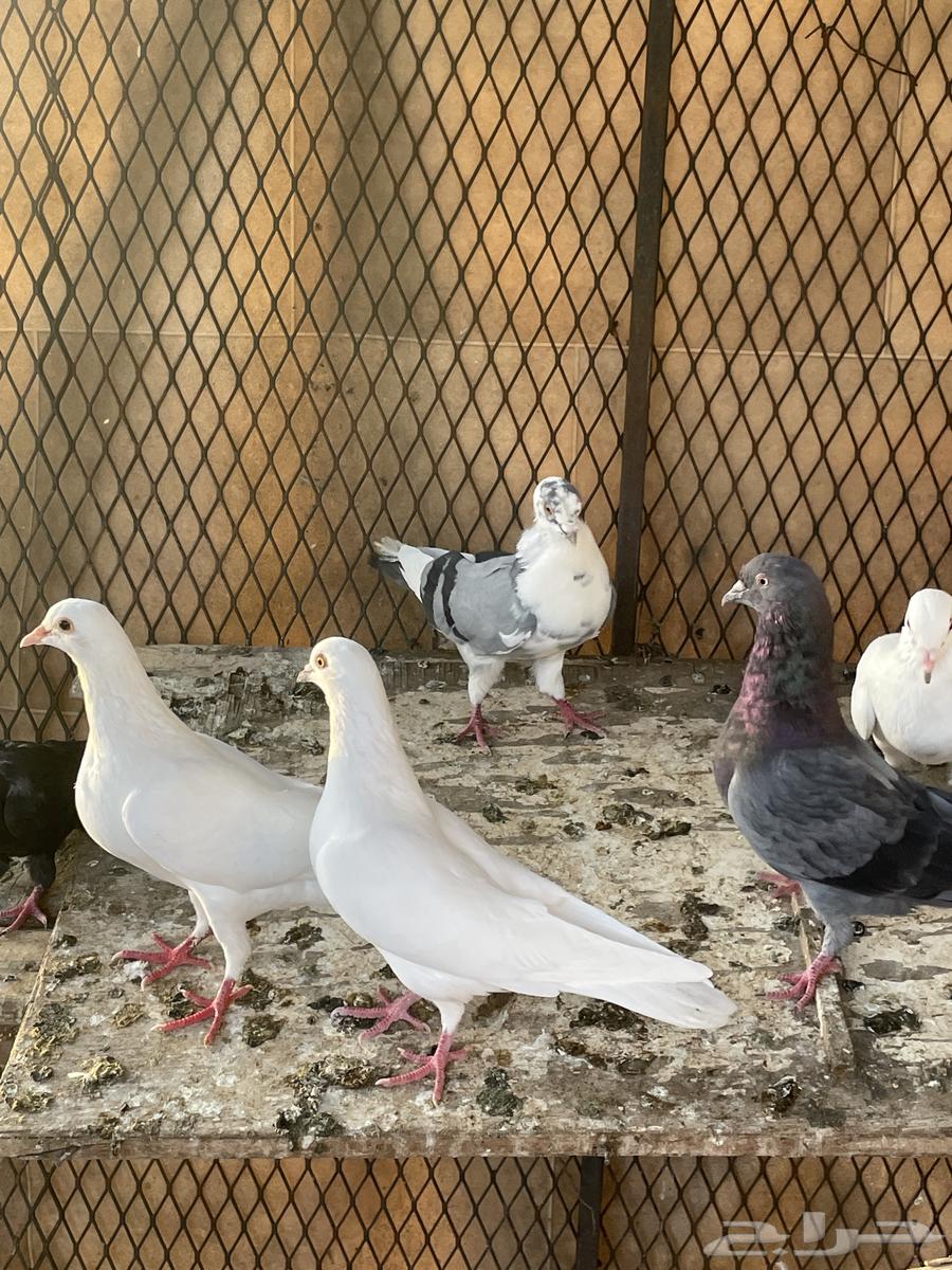 حمام مشكل للبيع64461787349377113