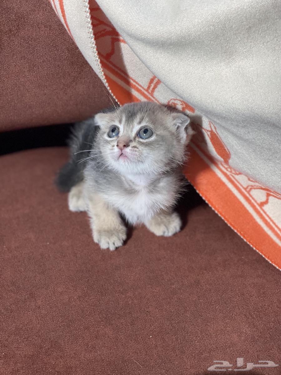 سكوتش فولد قطط صغيره كتن للبيع من اهالي مستورده64461076921731111