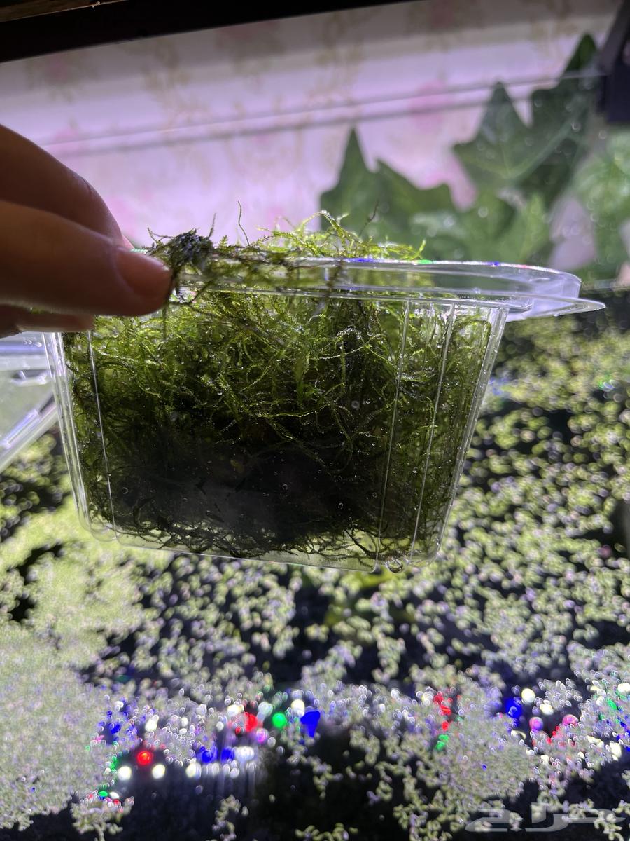 Java Moss Aquarium Plant. Javamoss64460571058691111