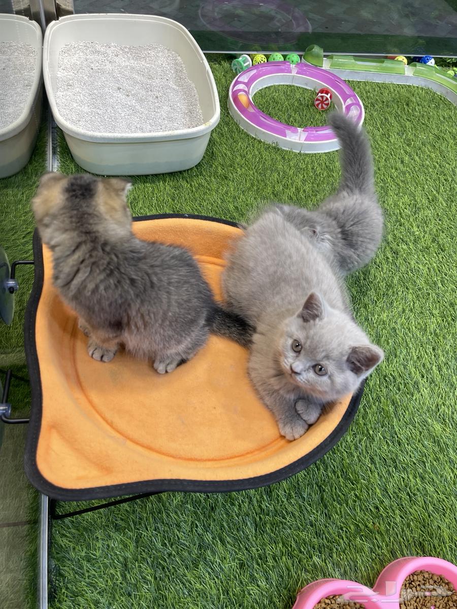 قطط سكوتش للبيع64462678961283111