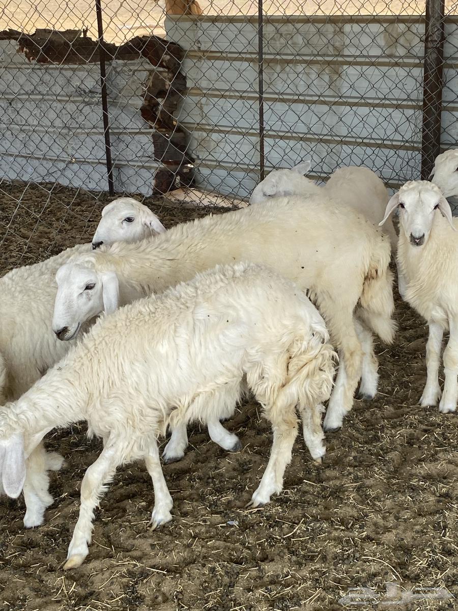 Whole or individual camel slaughter64458915904898114