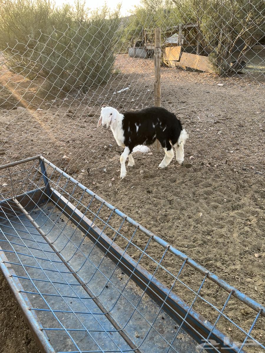 خروف نجدي عمره حول خمسة شهور مقفل شحم ونضيف64462049033603114