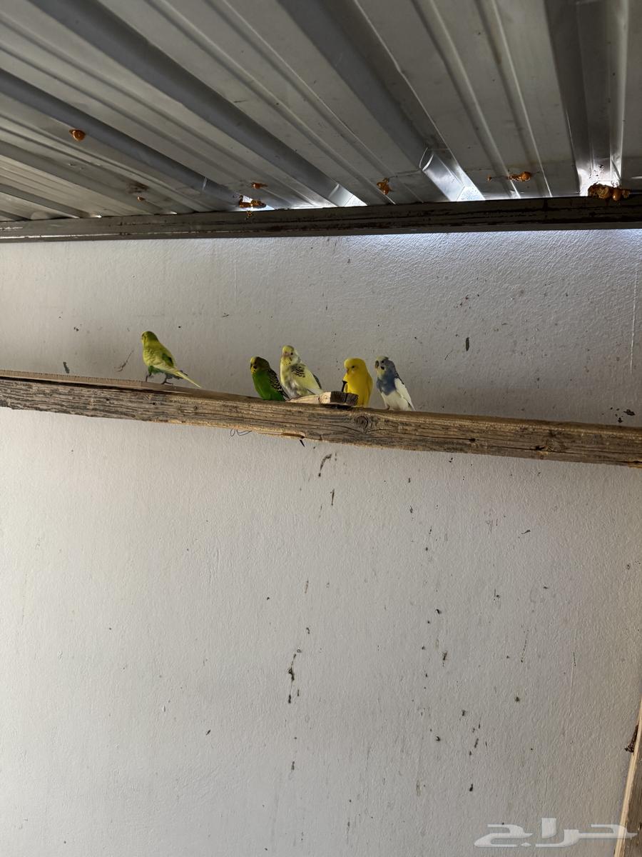 طيور حب64458689363329113