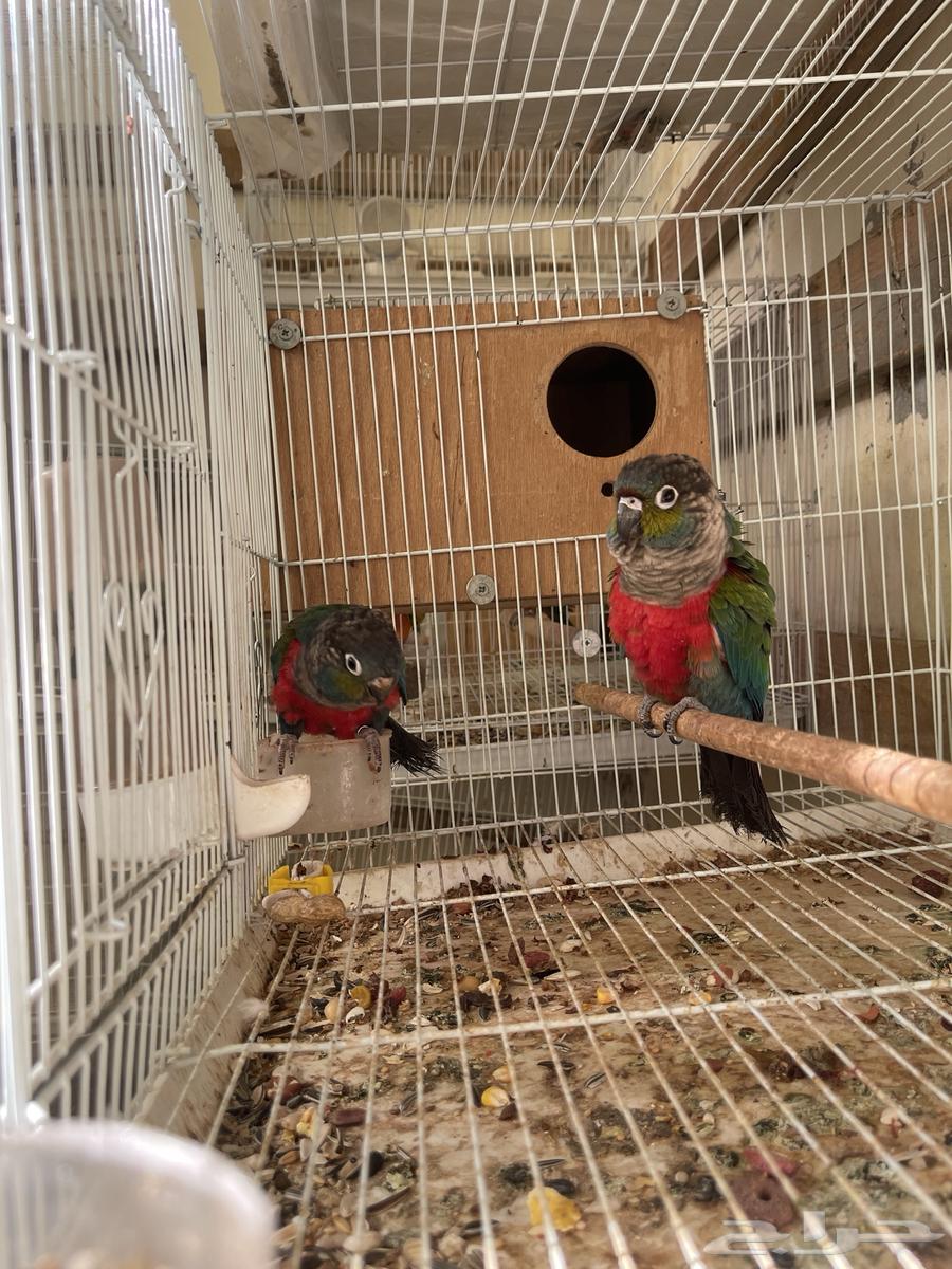 جوز كنيور كرمسون مباع64461172562305112