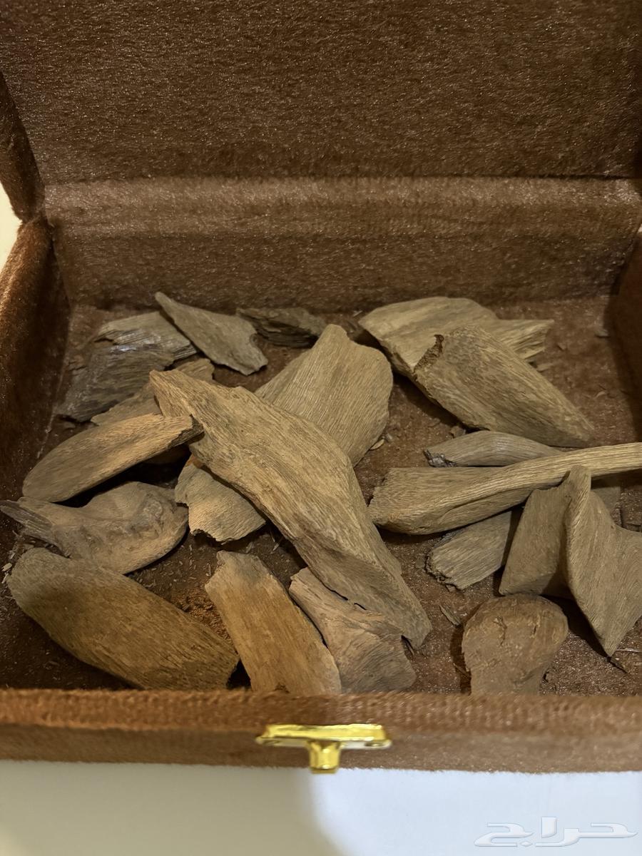 عود ماروكي طبيعي64461691487234110