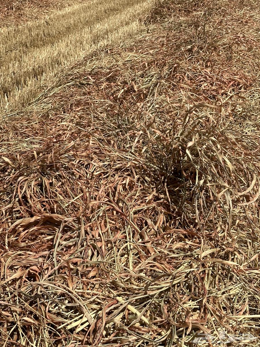 Clean and good-smelling Jizan dates64460352146051112