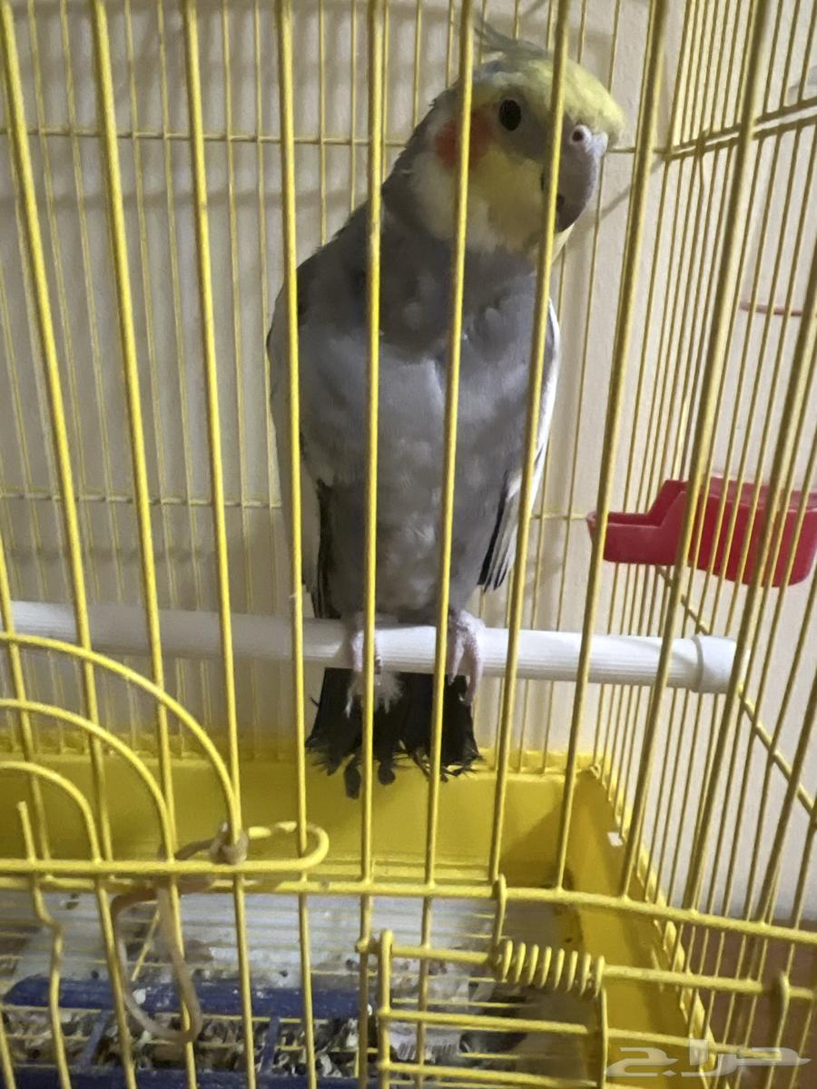 بغبغاء الكروان64457624306563110