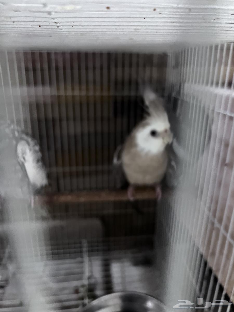 4 طيور كروان هولندية وطير روز64459260014721114