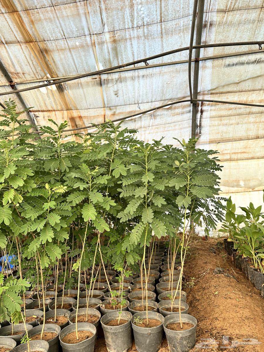 اشجار الاكاسيا جولكا الصفراء64458689330434114