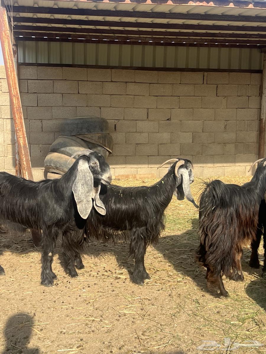 معزا عوارض 53 راس بفحولها64458659573250110