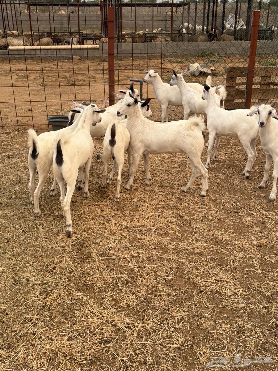 جفار بيشيات صنف64463390457218112