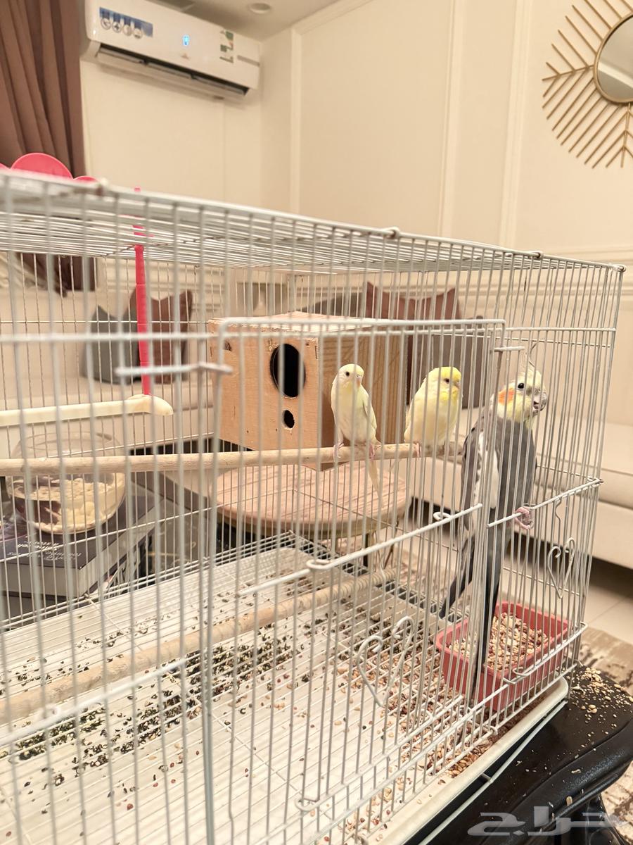 اعرض لكم كروان ذكر وجوز بادجي صحتهم ممتازه وأصواتهم جميله64464196186371112