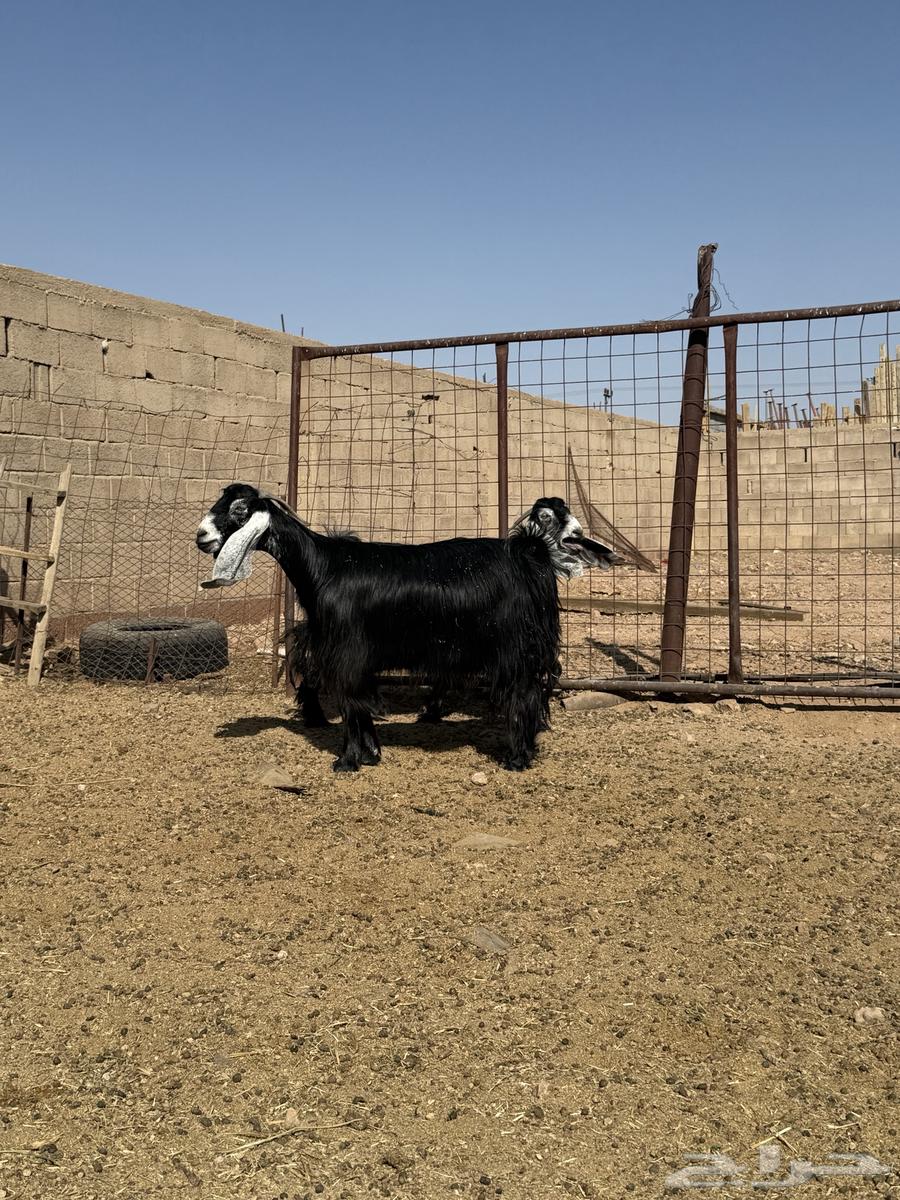 للبيع معزا عوارض صنف64460762052867112