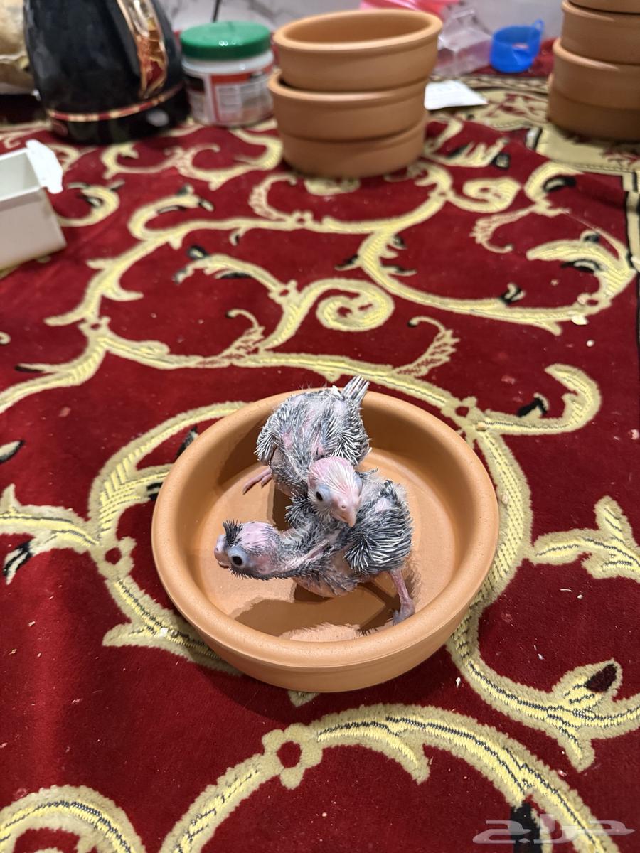 فروخ كروان هولندي ( تم البيع )64464056172291110