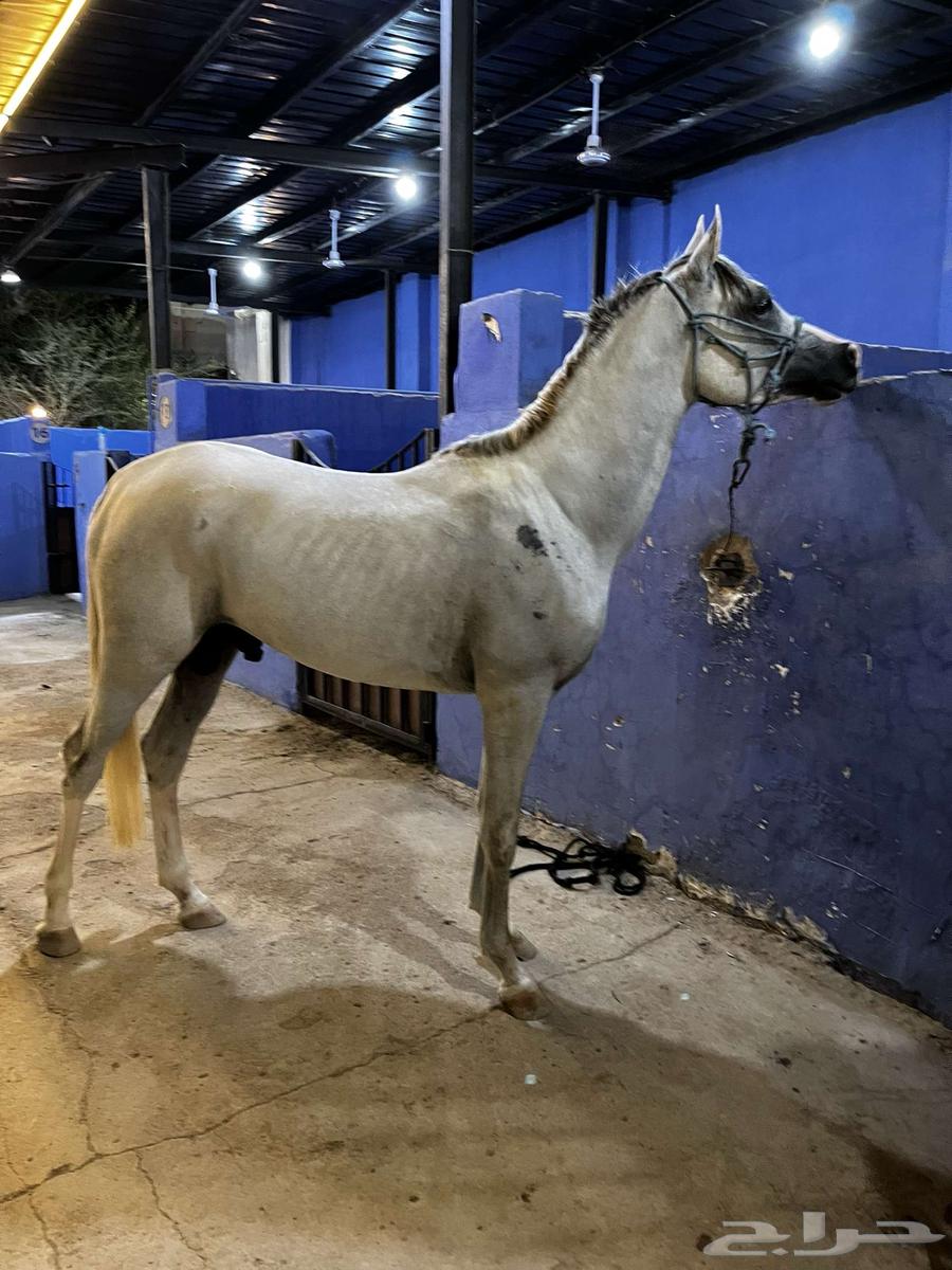 Popular charm of Sheikh Ma sha Allah, don't miss it64459124162177112